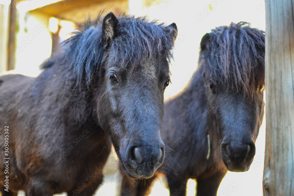 Fototapeta premium Close-up portrait of a black horse