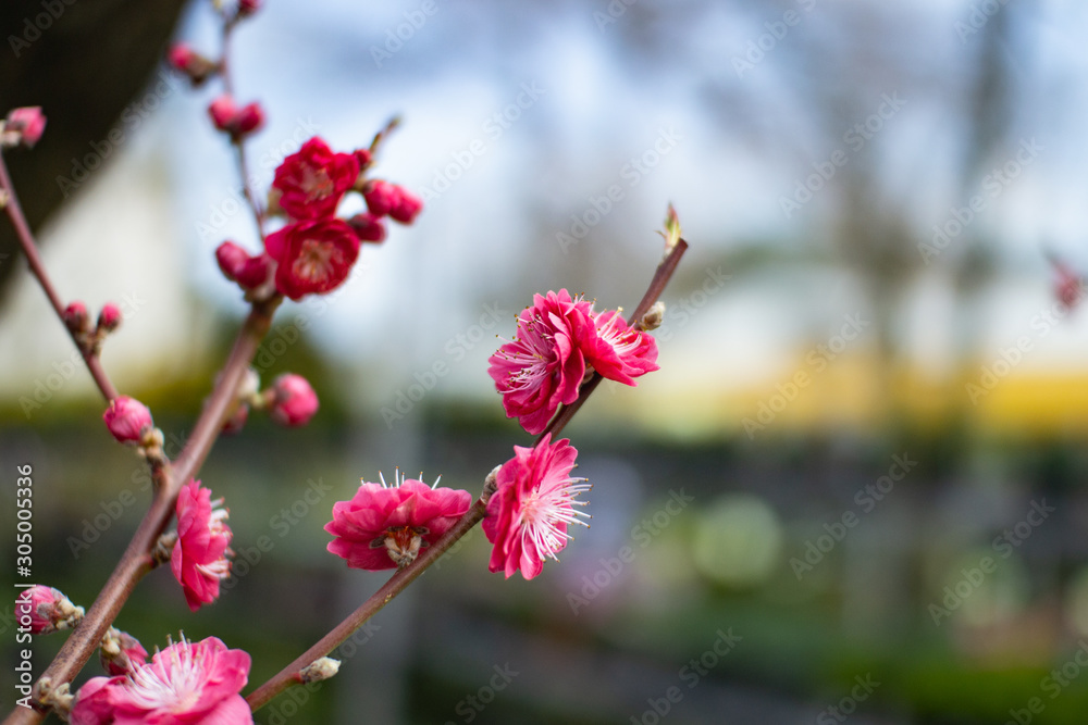 beautiful blooming sakura in the garden