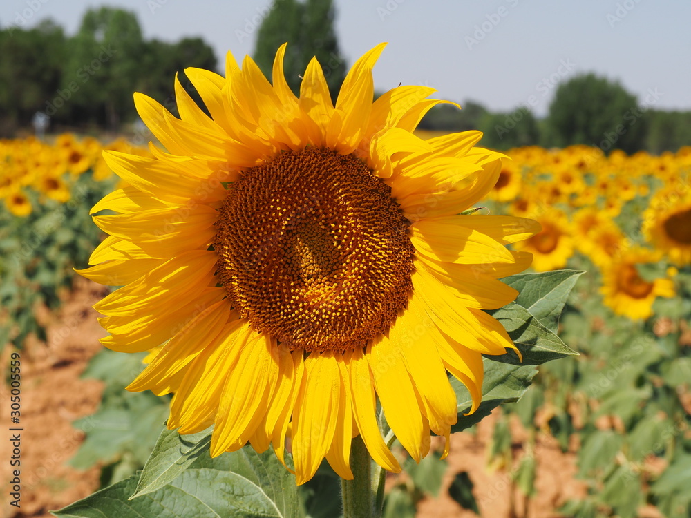 Fototapeta premium Girasol