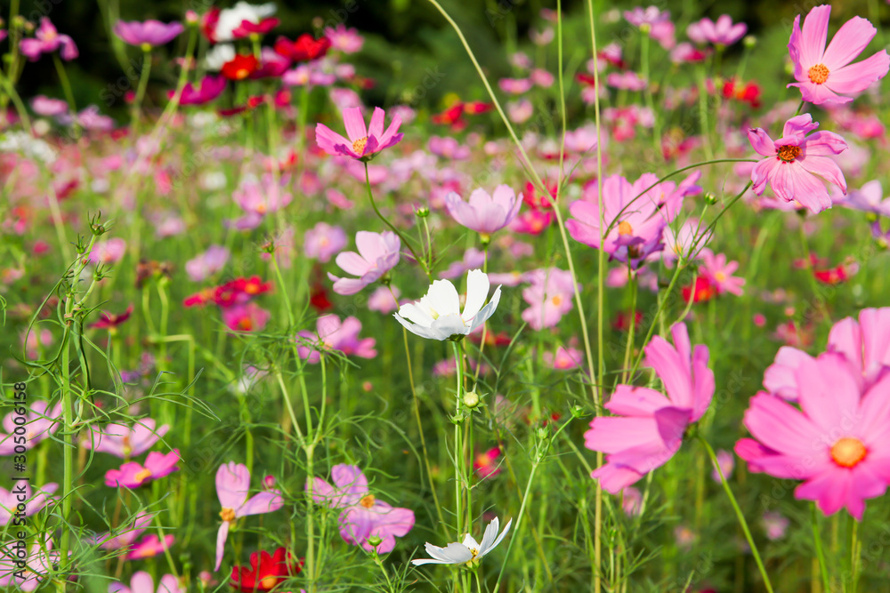 Beautiful pink cosmos flower in field
