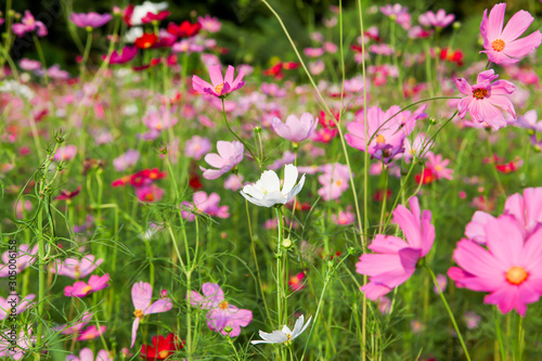 Beautiful pink cosmos flower in field