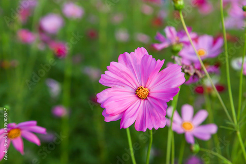 Beautiful pink cosmos flower in field