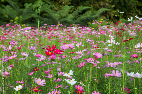 Beautiful pink cosmos flower in field