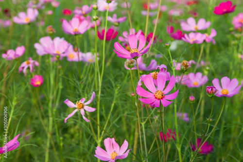 Beautiful pink cosmos flower in field