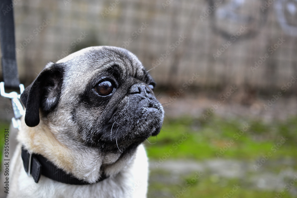 portrait of a cute pug on a walk