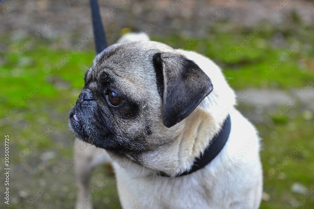 Obraz premium portrait of a cute pug on a walk