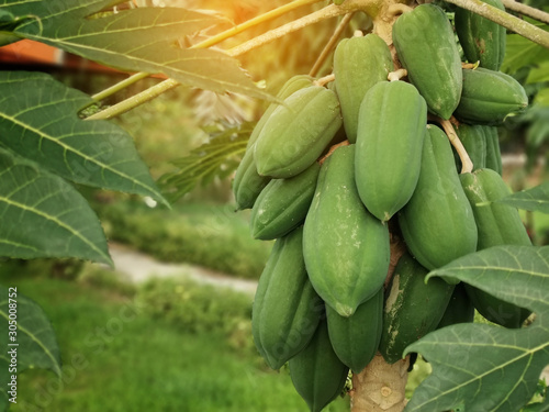 Green papaya fruit on papaya tree