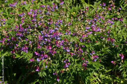lathyrus vernus or spring vetchling in bloom  spring pea with tiny purplish-red flowers