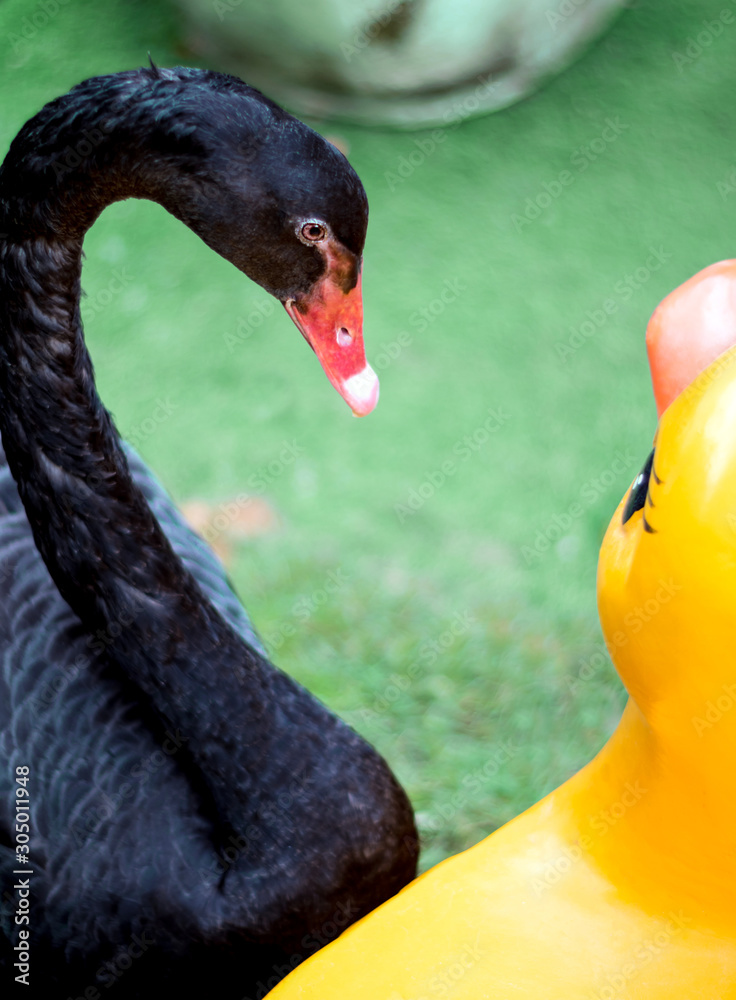 Fototapeta premium The black swan is interested, looking at the yellow duck statue