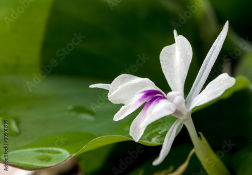 Freshness green leaves and white petal of Aromatic ginger flower