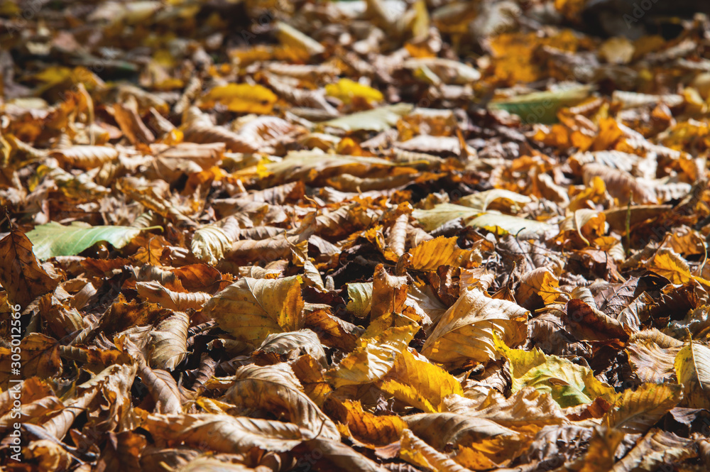 Abstract background of yellow autumn oak leaves lie curled up on the ground. Soft focus real forest. Habitat foliage Abstract background of yellow autumn oak leaves lie curled up on the ground. Soft focus real forest. Habitat foliage