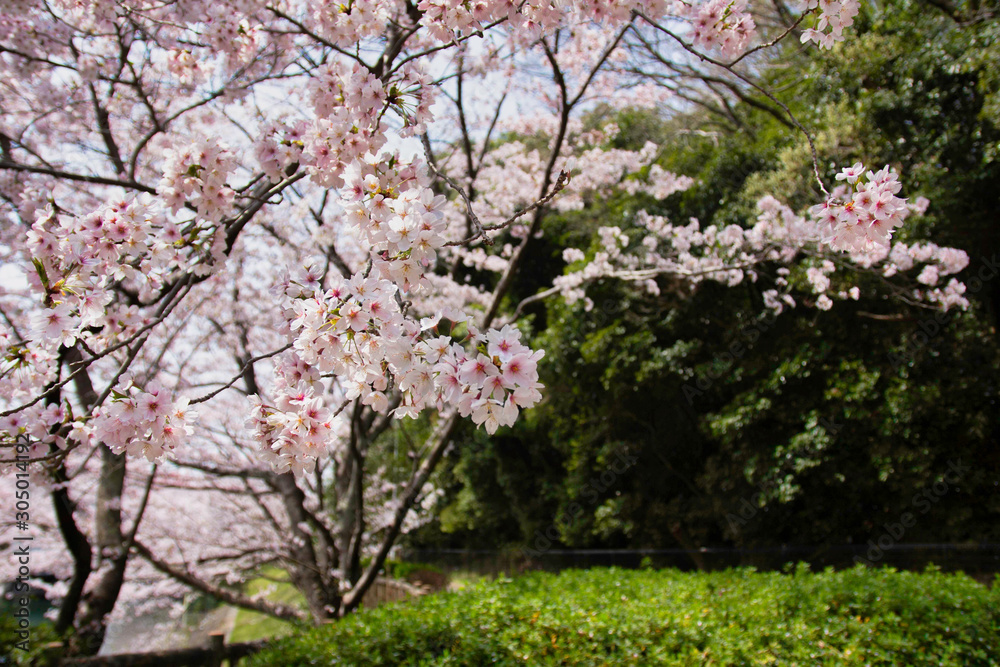 blooming cherry tree