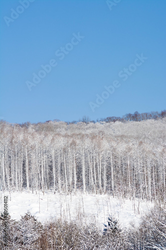吹雪の後のカラマツ林と青空