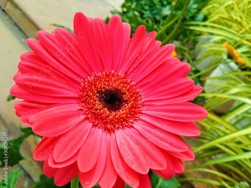 red flower on green background