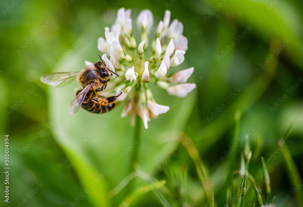 Close-up macro honey bee on flower. Close-up macro honey bee on flower.