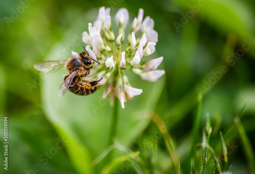 Close-up macro honey bee on flower. © Ollie