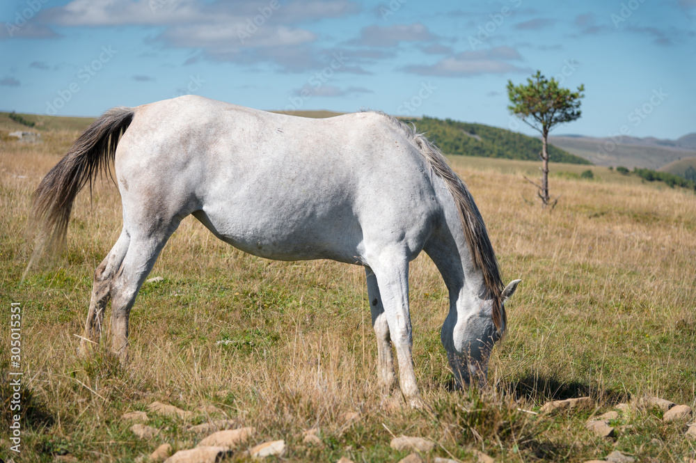 Wildly grazing white horse on an alpine pasture of the North Caucasus. Farm Mining Concept Wildly grazing white horse on an alpine pasture of the North Caucasus. Farm Mining Concept