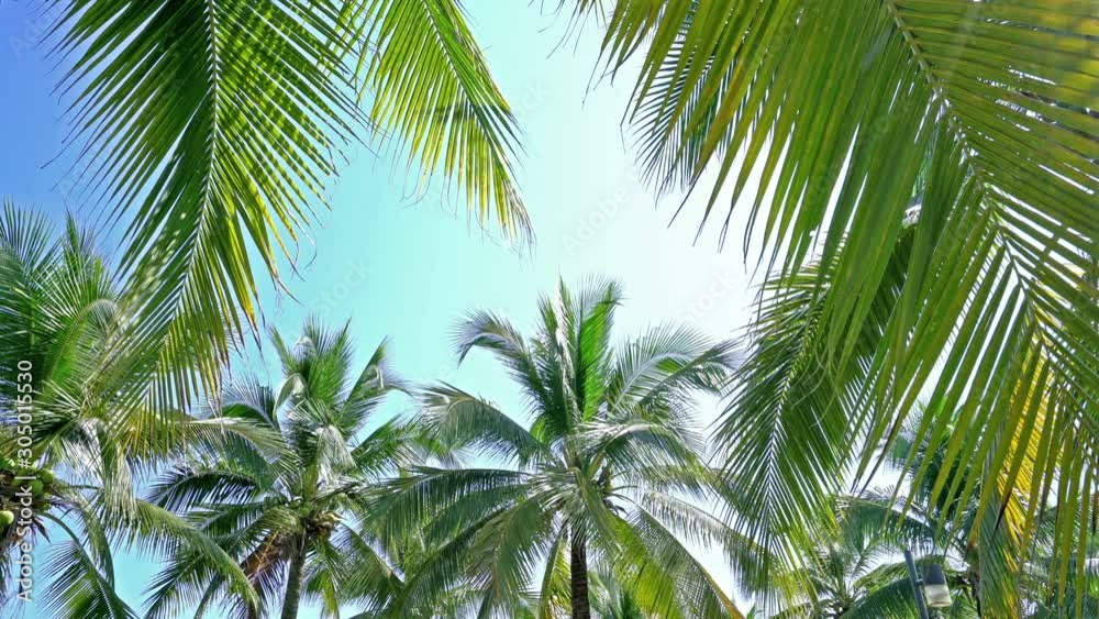 Coconut Palm tree with blue sky background. Coconut Palm tree with blue sky background.