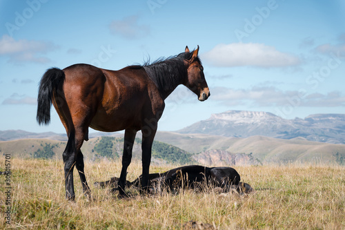 A wildly grazing brown horse on an alpine pasture of the North Caucasus. Farm Mining Concept