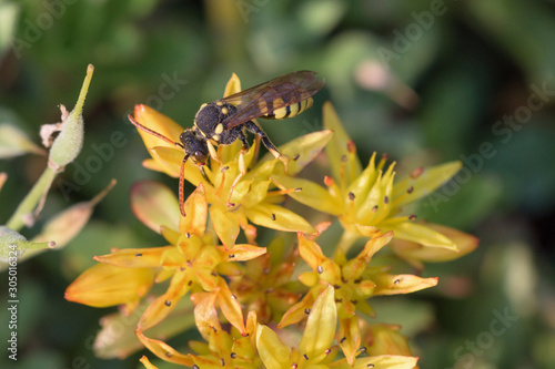 Gegürtelte Wespenbiene (Nomada succincta) photo