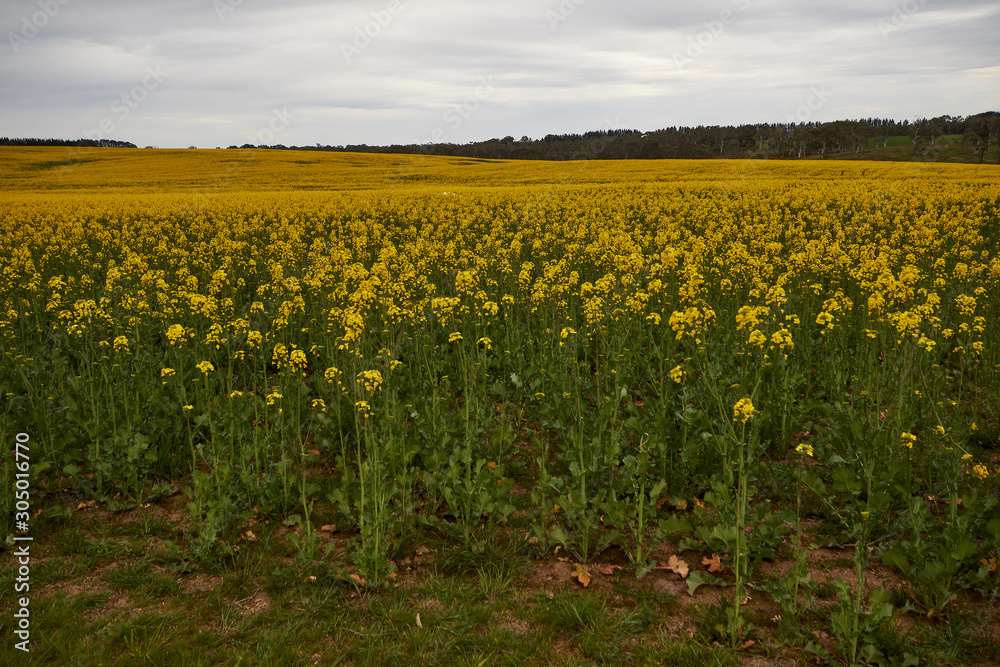 Rapeseed crops near Braidwood, New South Wales, Australia