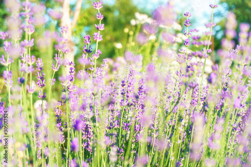 lavender field sunny summer mood with herbs closeup background