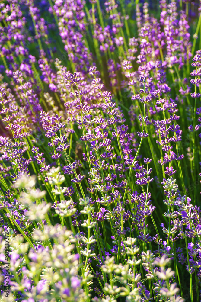 Naklejka premium lavender field closeup background