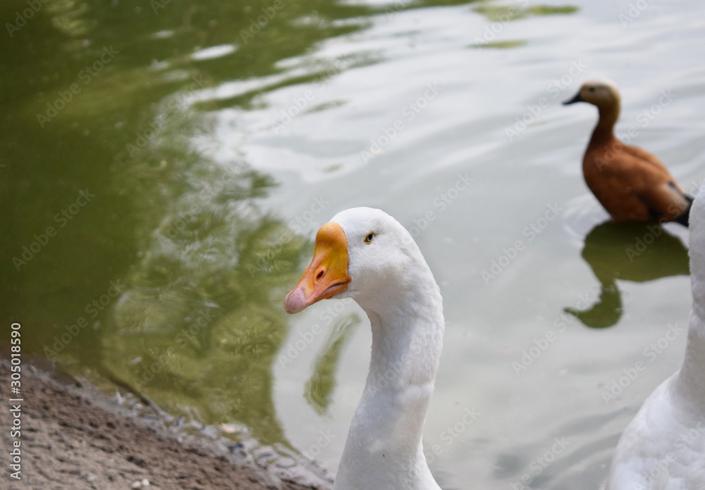 white goose with an orange beak on the background of the lake