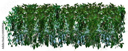 Panorama of thickets of tropical ivy, vines, Hoya isolated on a white background.