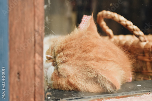 cat on a fence