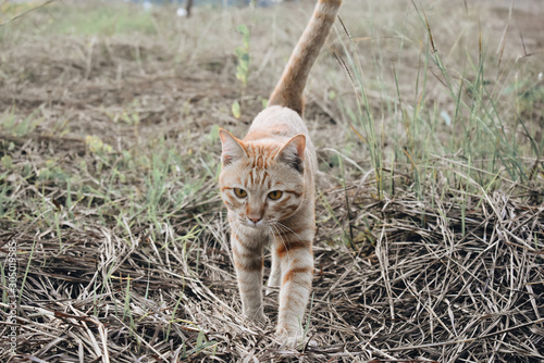 cat walks  on the garden