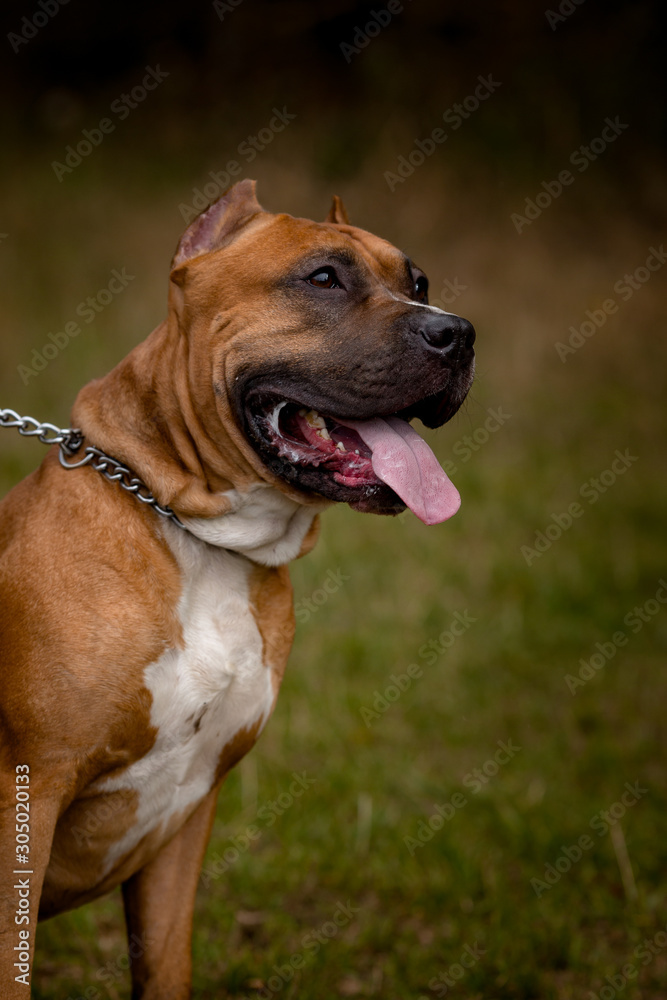 Autumn background with red Pit Bull Terrier Autumn background with red Pit Bull Terrier