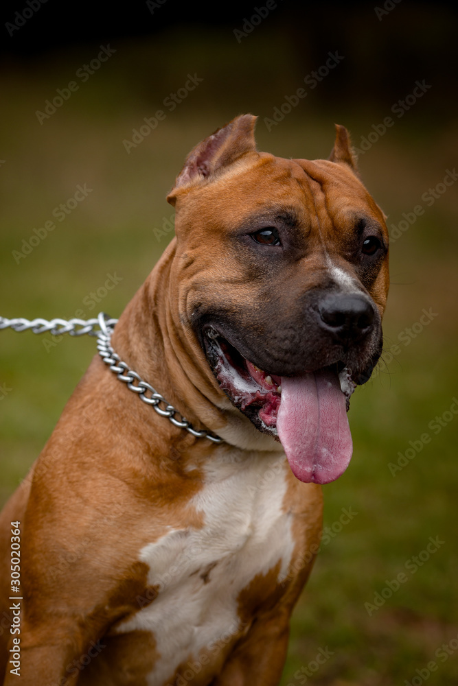 Autumn background with red Pit Bull Terrier
