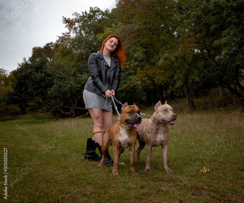 Fototapeta Naklejka Na Ścianę i Meble -  woman with two beautiful American Staffordshire pitbulls