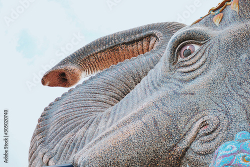 closeup of a elephant