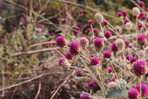 flowers or Amaranth in the garden