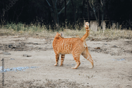 cat is walking