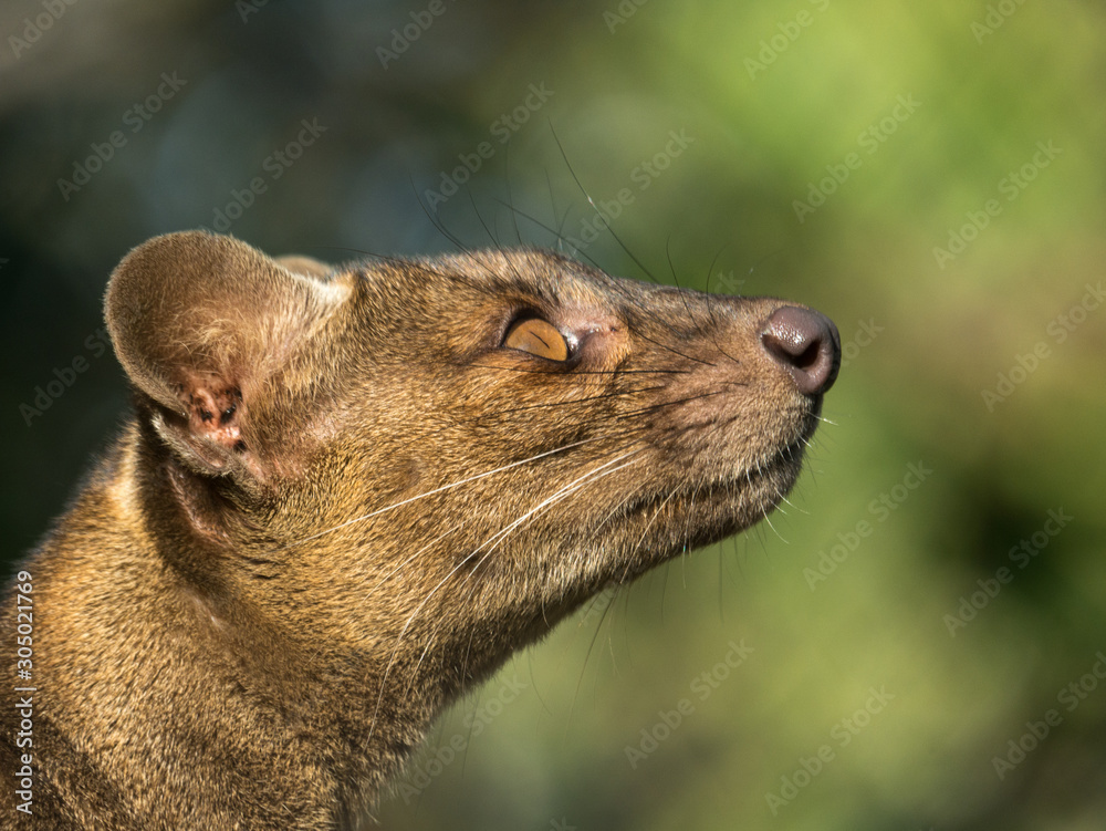 Fossa Fossa