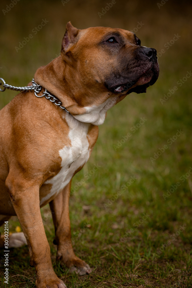 Autumn background with red Pit Bull Terrier
