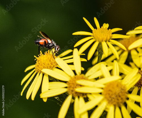 Red and black fly sitting on yellow flower close up. photo