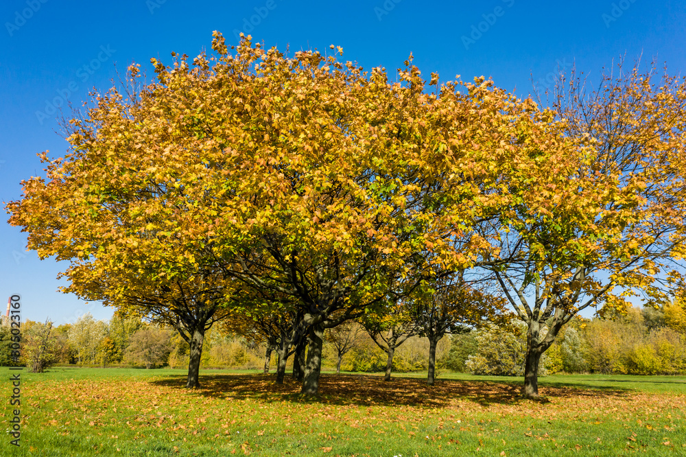 Fototapeta premium Drone shot at brightly yellow trees and flew between tree trunks. Warm sun rays illuminating the trunks and plants. Magical forest with trees growing in the meadow. 