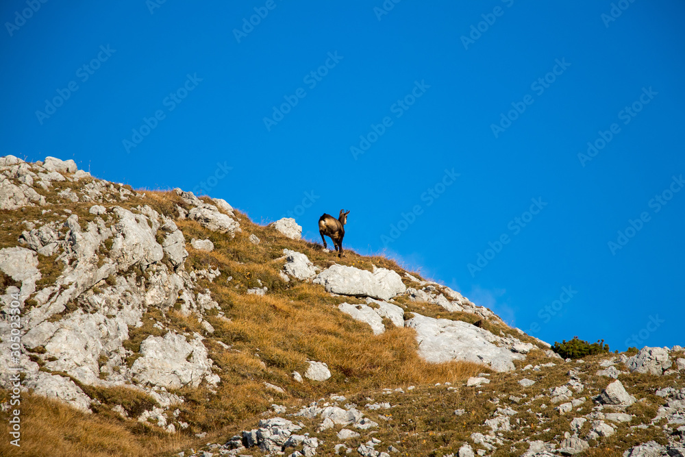 chamois on a grass peak