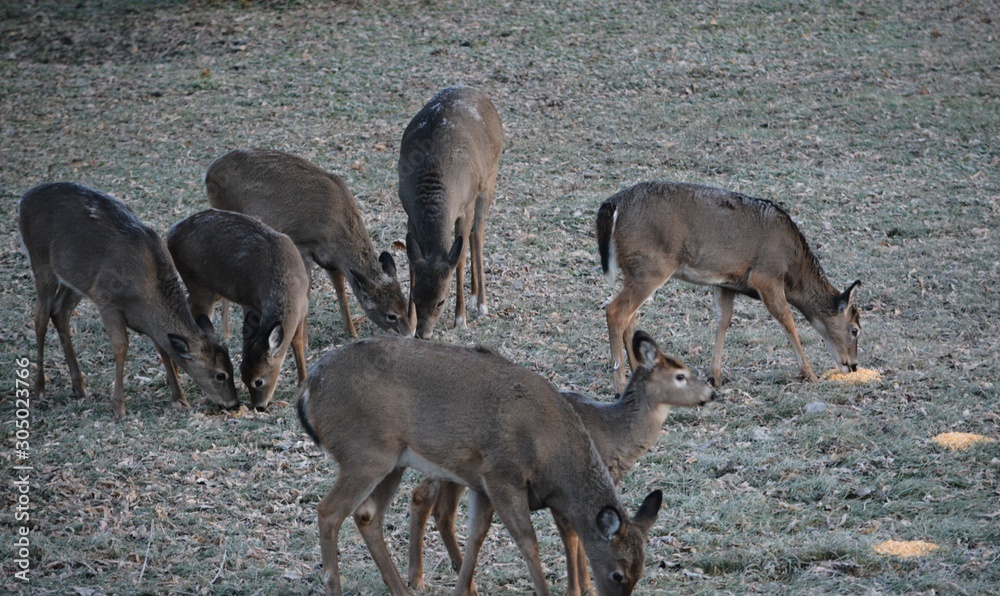 Fototapeta premium Deer In The Morning