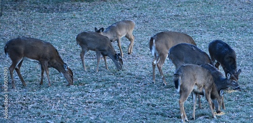Deer In The Morning