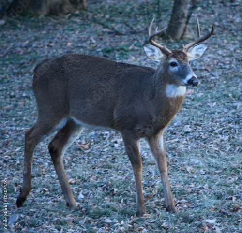 Deer In The Morning