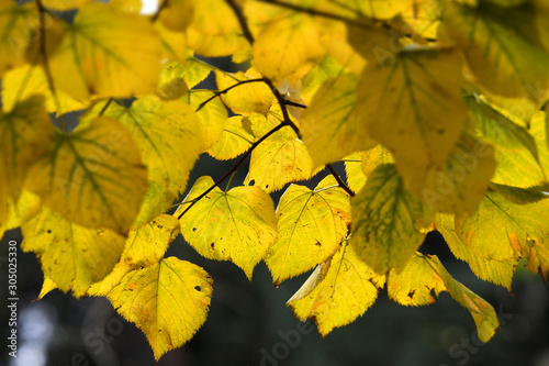 Beautiful yellow leaves on tree in the Autumn season