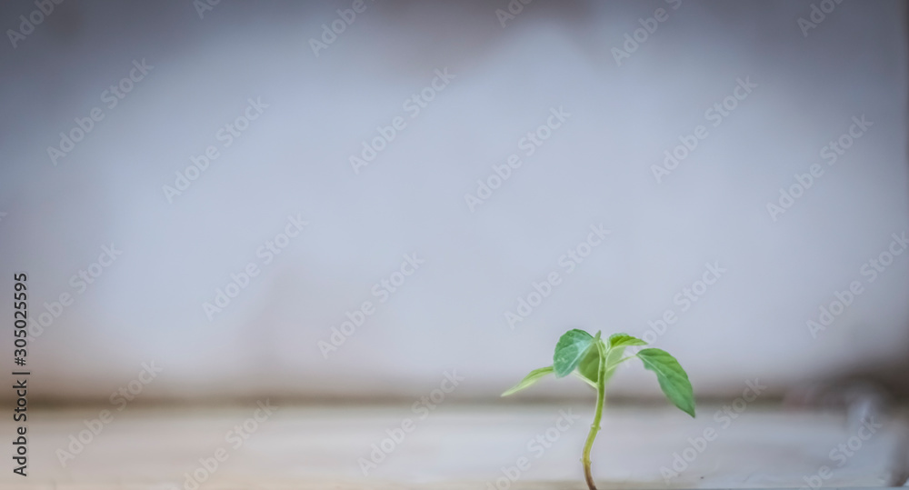 young baby plants  . Green seedling growing in soil, closeup. Space for text  . Nature in city concept idea background