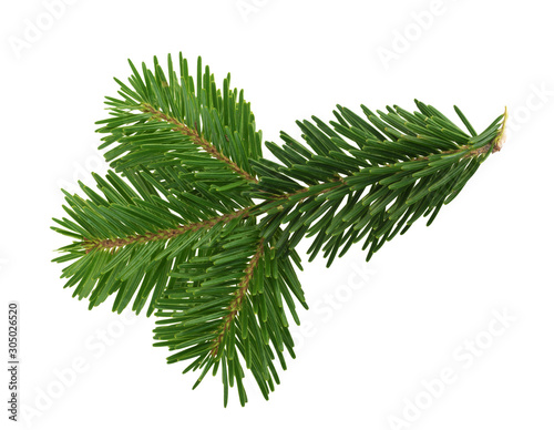 Fir tree isolated on white background