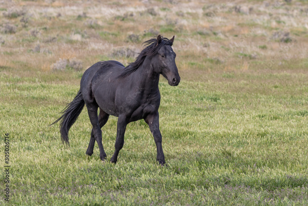 Beautiful Wild Horse in Spring in Utah Beautiful Wild Horse in Spring in Utah