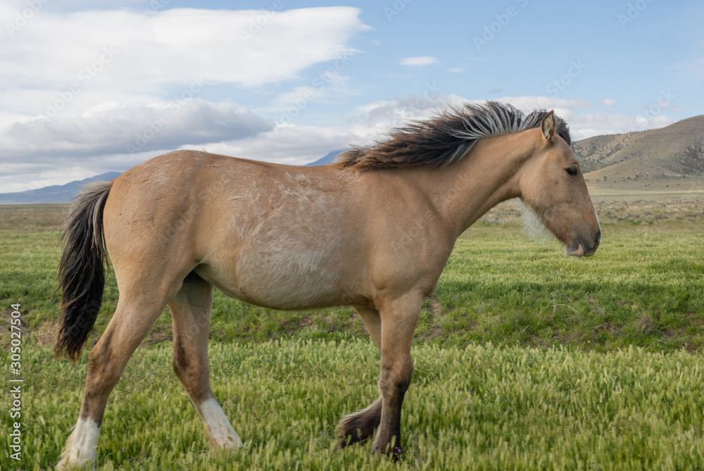 Obraz premium Beautiful Wild Horse in Spring in Utah